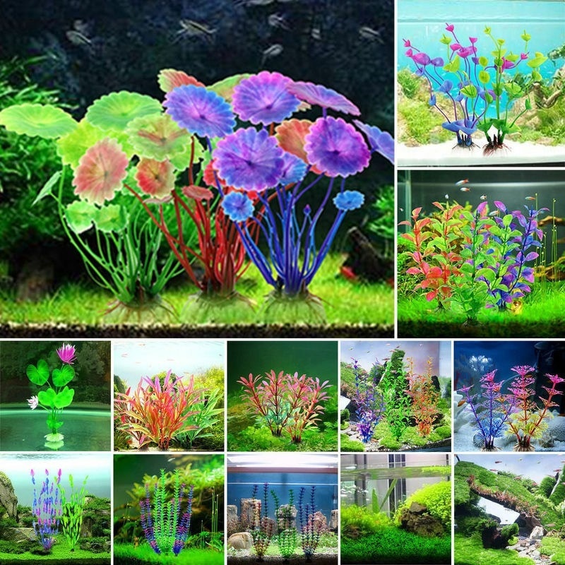 Ierburi decorative pentru acvariu